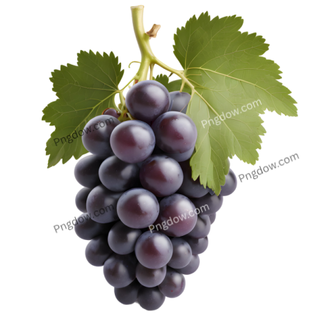High Quality Transparent black Grape PNG Image for Your Designs