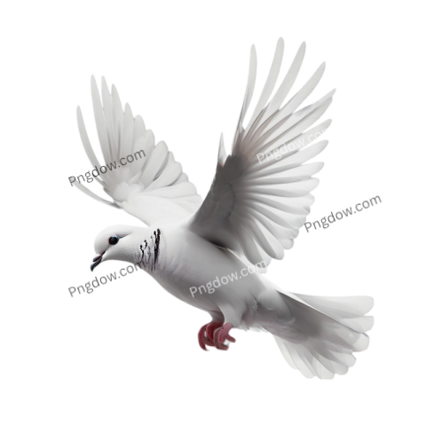 Dove PNG, free, png