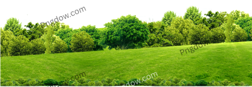 Forest PNG transparent background