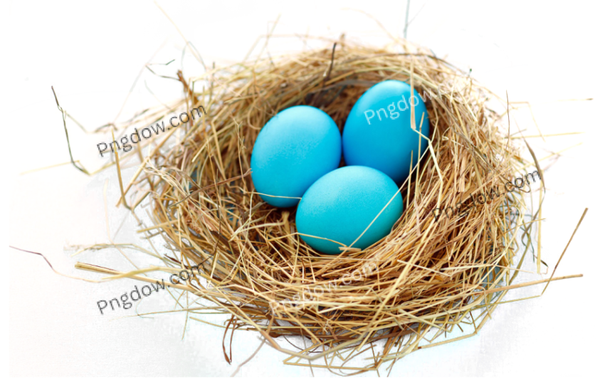 Nest png clipart