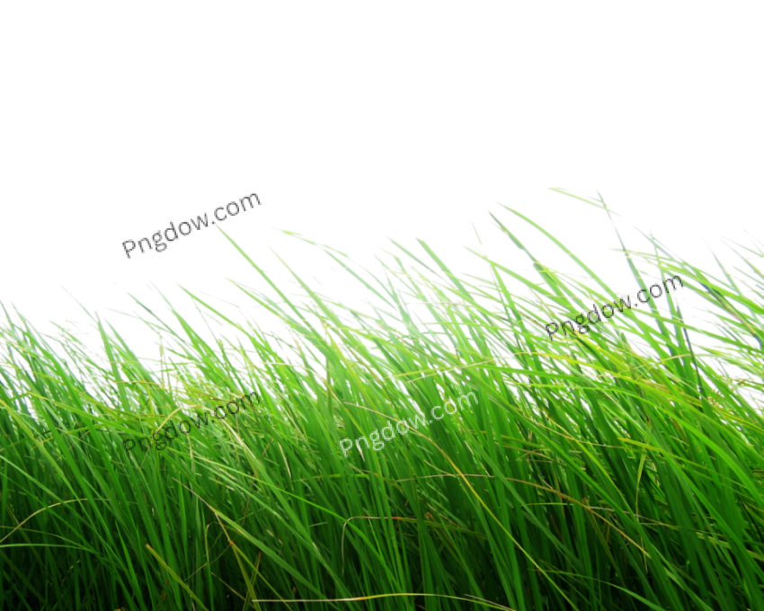 Grass PNG image with transparent background, edelweis