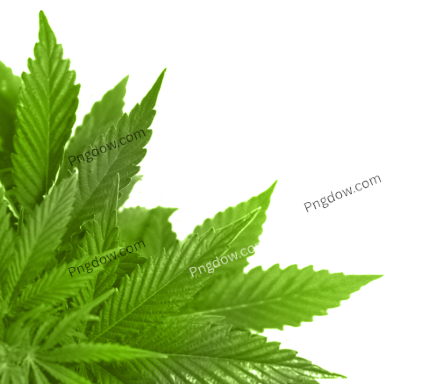 Discover Stunning Green Leaf PNG Image with Transparent Background Free