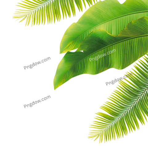 Free Green Leaf PNG Image with Transparent Background Download Now!