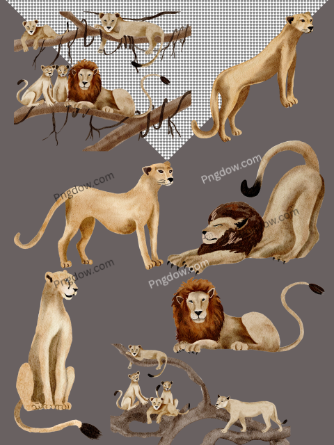 Stunning Lion Watercolor Painting Vector: Bring Beauty to Your Designs