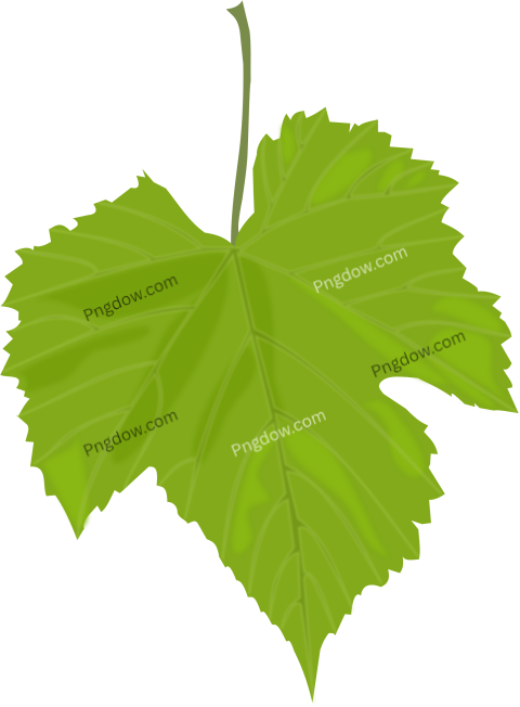 Download Free Transparent Green Leaf PNG Image for Stunning Designs