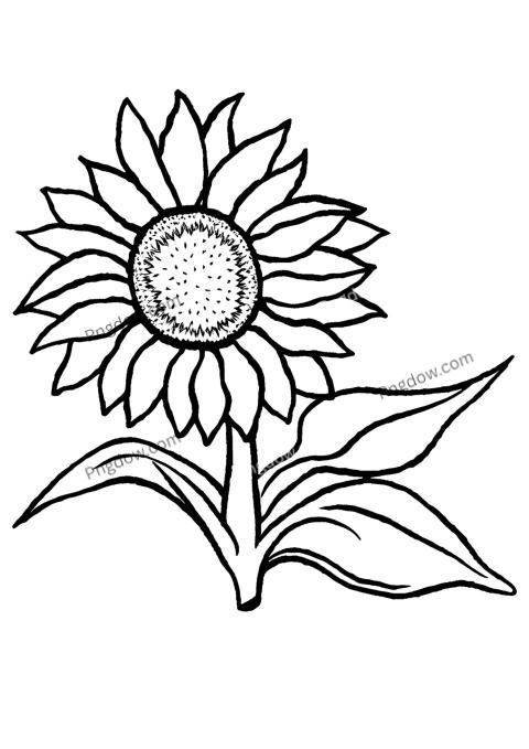 Sunflower coloring pages for kids featuring a detailed sunflower drawing