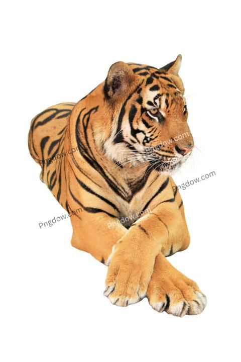 Free illustration, Tiger isolated with background