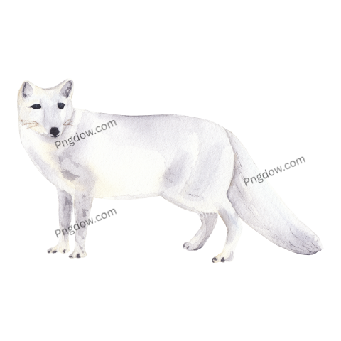 Watercolor arctic fox Animal illustration