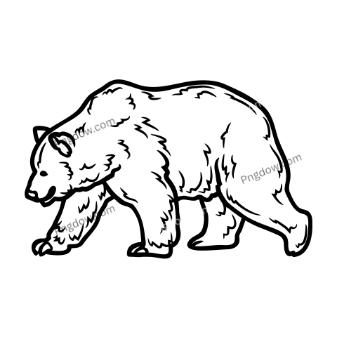 Bear Png Transparent Background, for Free Vector, (61)