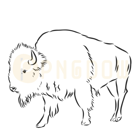 Bison Png image with transparent background for free, Bison, (9)