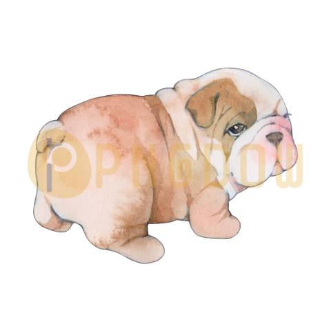 Bulldog Png image with transparent background for free, Bulldog, (2)