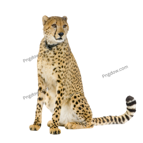 Cheetah Png image with transparent background for free, Cheetah, (1)