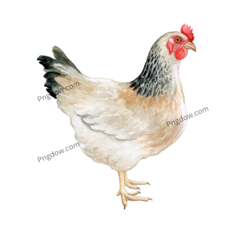 Chicken Png image with transparent background for free, Chicken, (22)