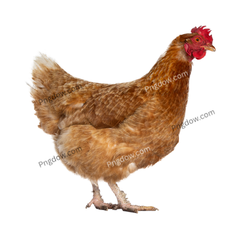 Chicken Png image with transparent background for free, Chicken, (13)