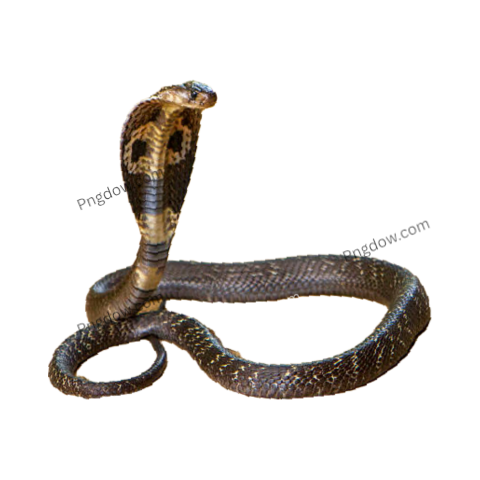 Cobra Png image with transparent background for free, Cobra, (6)