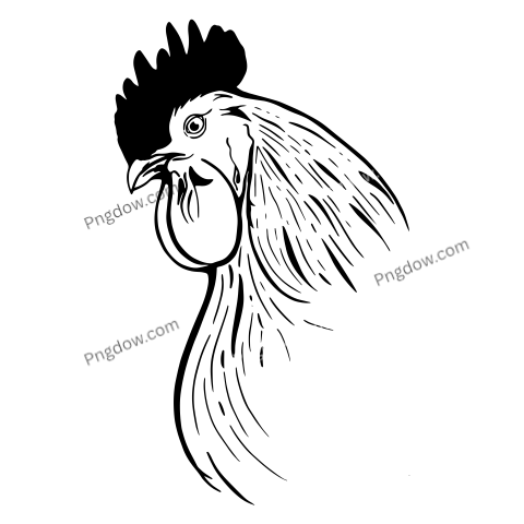 Cock Png image with transparent background for free, Cock, (19)