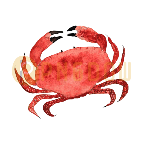 Crab Png image with transparent background for free, Crab, (23)