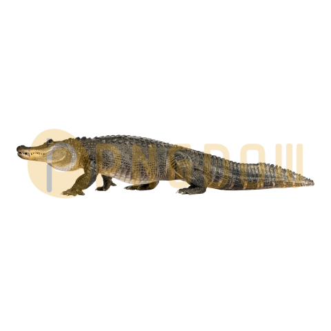 Crocodile Png image with transparent background for free, Crocodile, (37)
