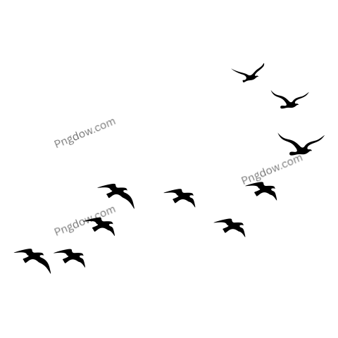 Crow Png image with transparent background for free, Crow, (26)