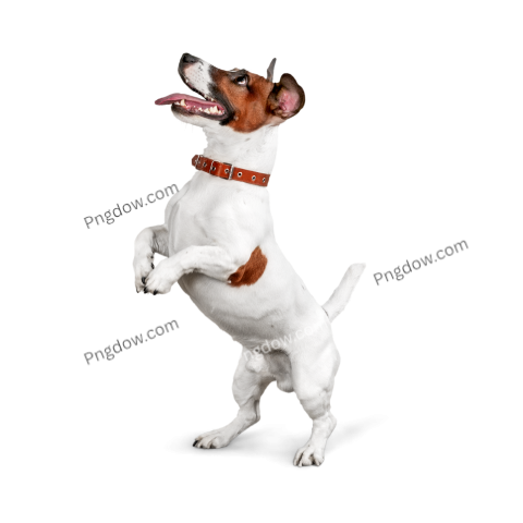Dogs Png image with transparent background for free, Dogs, (24)