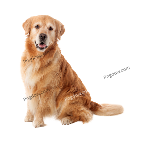 Dogs Png image with transparent background for free, Dogs, (29)