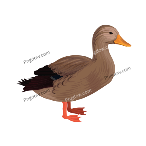 Duck Png image with transparent background for free, Duck, (1)