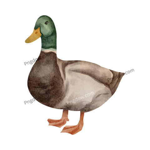 Duck Png image with transparent background for free, Duck, (19)