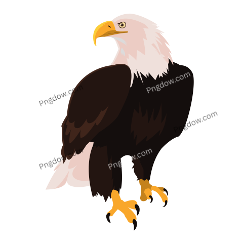 Falcon Png image with transparent background for free, Falcon, (3)