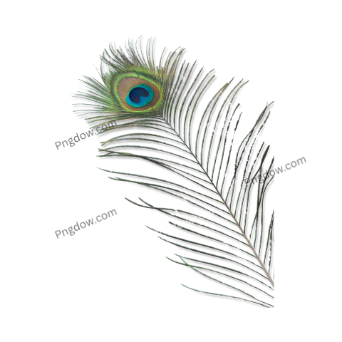 Feather Png image with transparent background for free, Feather, (34)