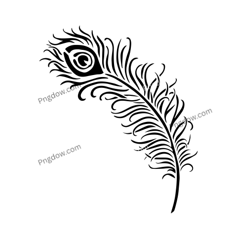 Feather Png image with transparent background for free, Feather, (7)