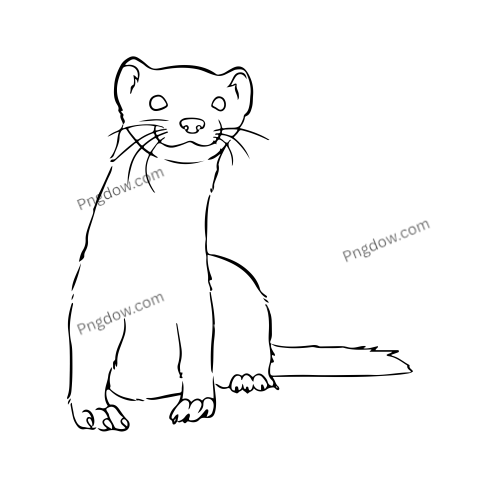 Ferret Png transparent Background for free (21)