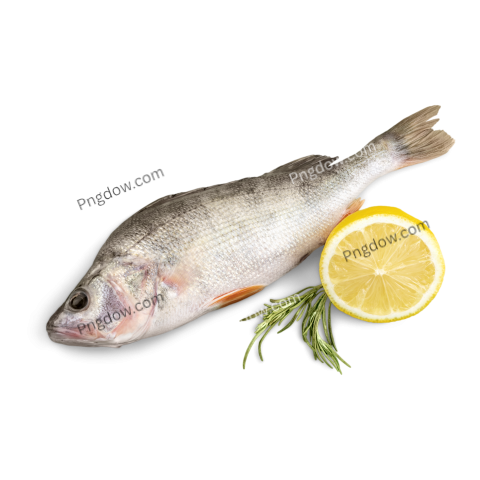 Fresh Fish transparent background for Free