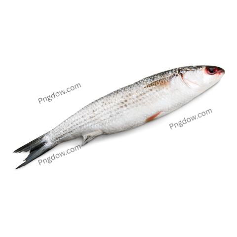 Fresh Fish Isolated on White transparent background for Free