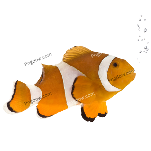 Orange Clownfish Amphiprion Occelaris transparent background for Free