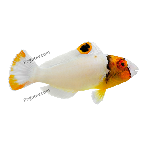 Bicolor Parrotfish transparent background for Free