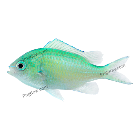Green Chromis transparent background for Free