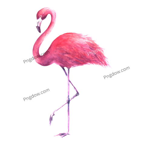 Flamingo PNG images for Free
