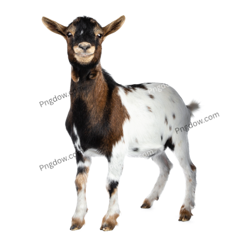 Free Png, Goat transparent Background, Goat image, (15)