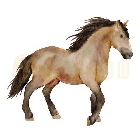 Watercolor horse transparent background image for Free