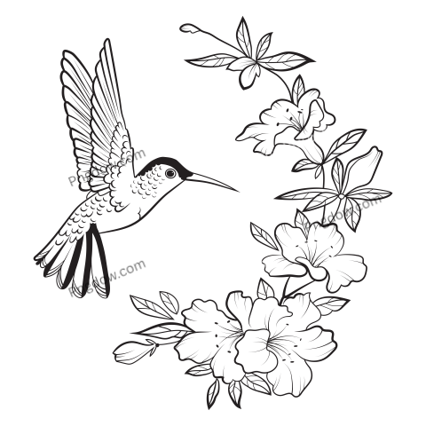Hummingbird and Flowers Illustration PNG Image for Free