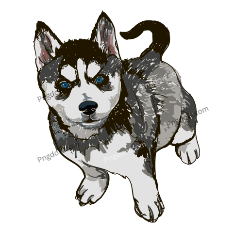 Husky transparent background image for Free, Illustration, (14)
