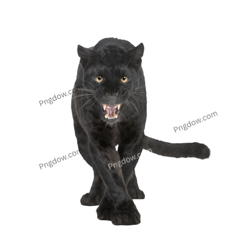 Black Leopard (6 Years) transparent Background for free