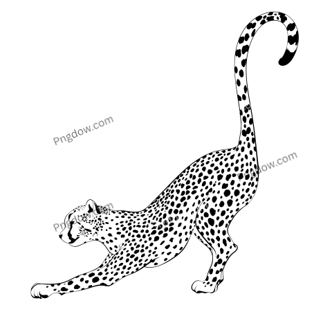 Jaguar png transparent Background image free, (7)