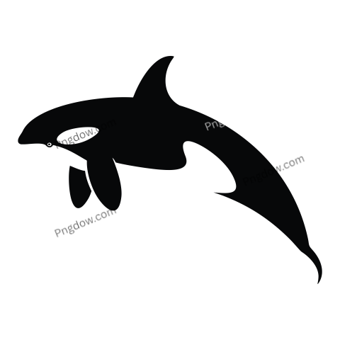 Killer whale, transparent Background image for free, (36)