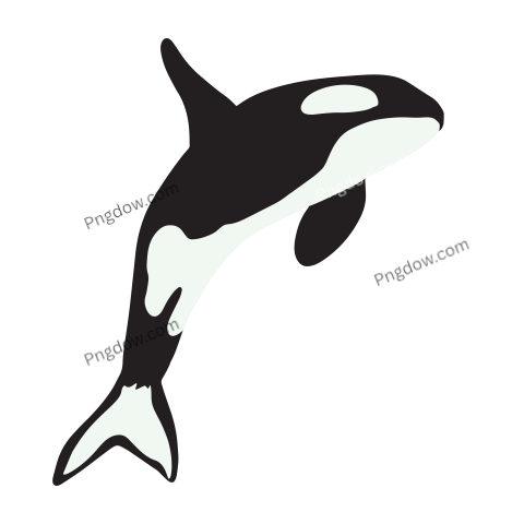 Killer whale, transparent Background image for free, (39)