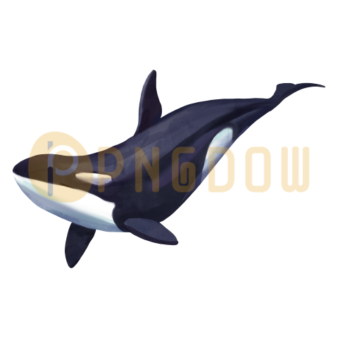 Killer whale, transparent Background image for free, (49)