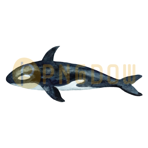 Killer whale, transparent Background image for free, (41)