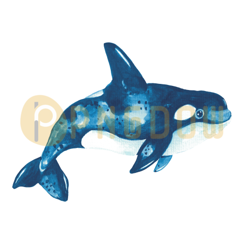 Killer whale, transparent Background image for free, (37)