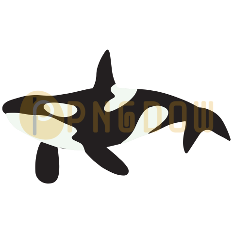 Killer whale, transparent Background image for free, (4)