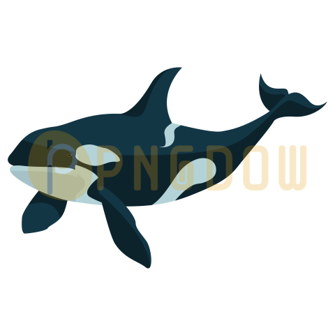 Killer whale, transparent Background image for free, (6)